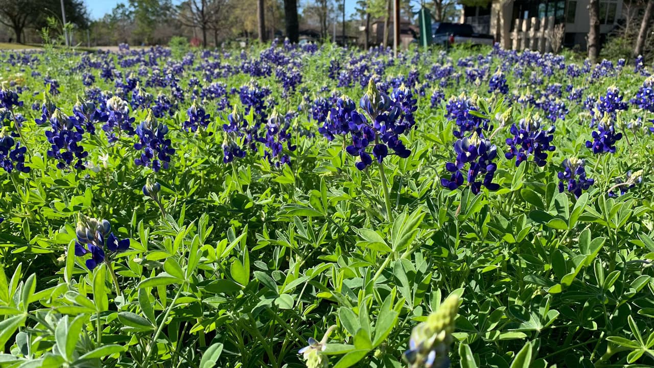 También conocida como Lupinus, es una flor que abunda en Estados Unidos, pero verla en Texas tiene una connotación especial al ser considerada como la flor oficial del estado.