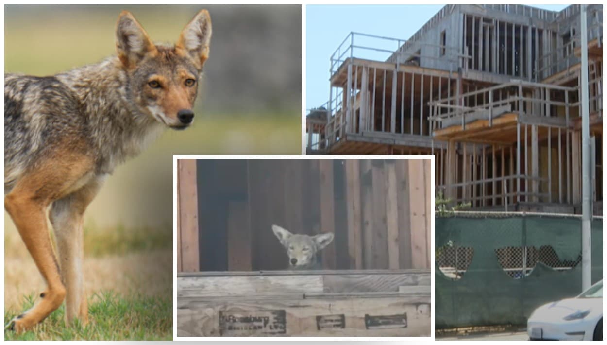West Hollywood tiene un plan, pero no es desalojar a la manada de coyotes que invadió un edificio