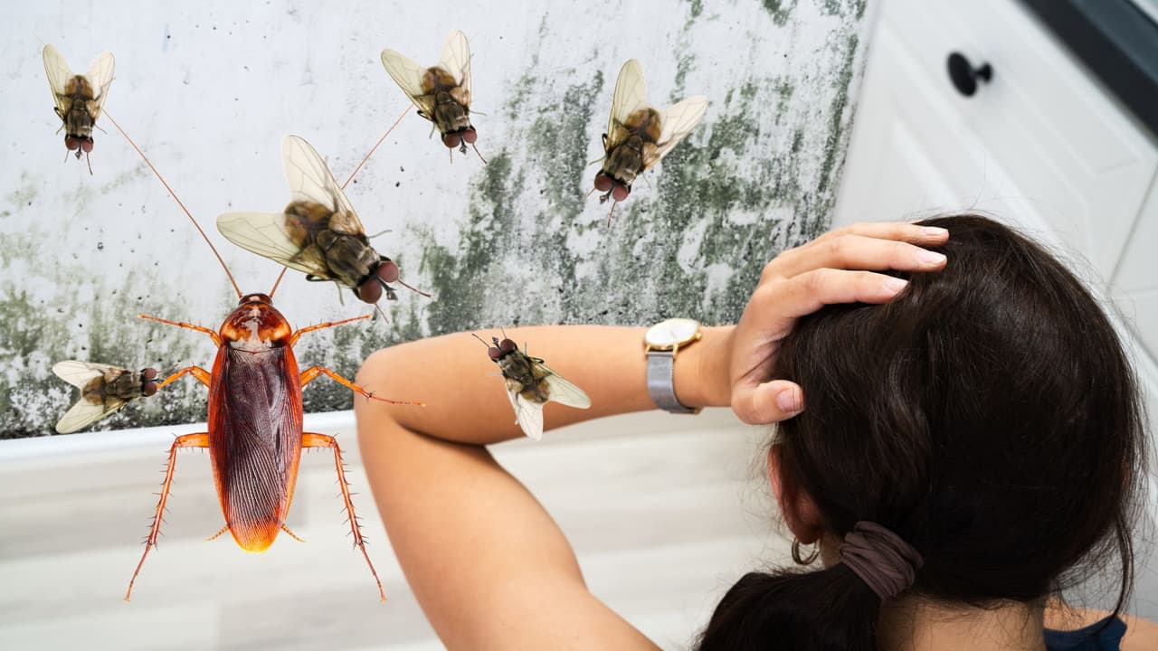 Personas sin hogar viven entre cucarachas, moscas y moho en albergue en San José