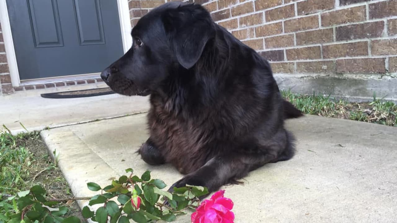 “Su nombre es Amy y es la princesa de la casa ❤️❤️❤️”, escribió Edgar Sánchez.
<br>