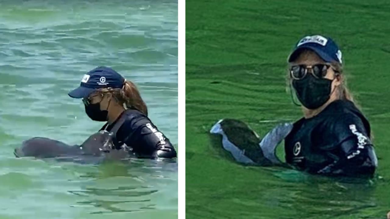 Ayudan a pequeño delfín herido que quedó enredado en una trampa