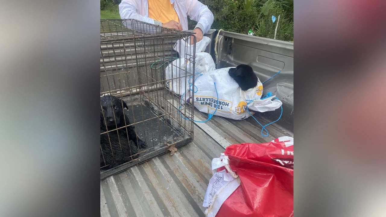 Los ocho perros, que estuvieron a punto de asfixiarse, fueron trasladados a un refugio donde recibieron los cuidados necesarios.