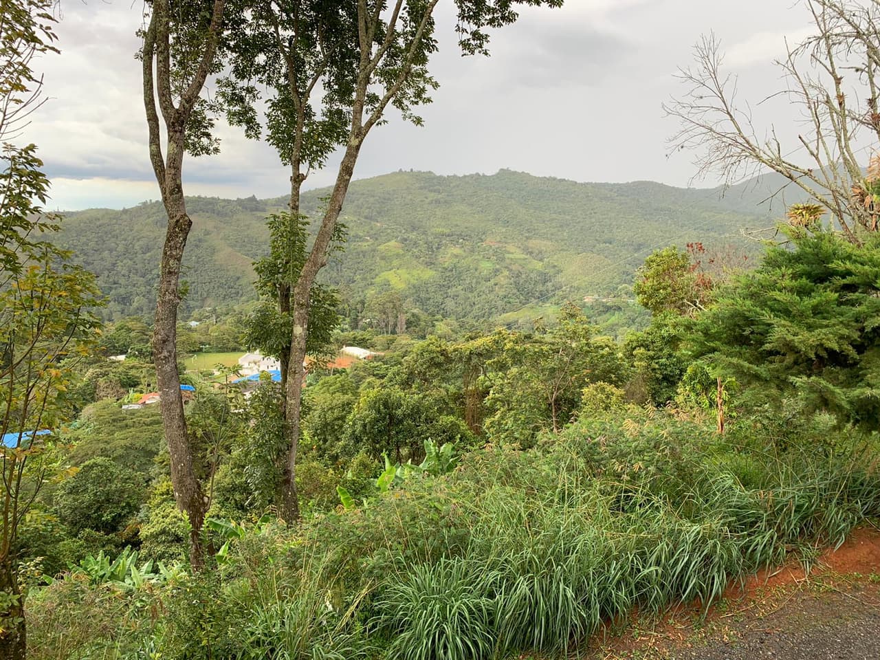 El Café Deportado se inspiró en una visita a la finca 
<a href="https://cafeinmaculada.com/pages/about-us" target="_blank">cafetera Inmaculada</a>, a unos 20 minutos de Cali, en un pequeño pueblo llamado Pichindé situado en las montañas de los Andes, donde el café se cultiva en un bosque natural.