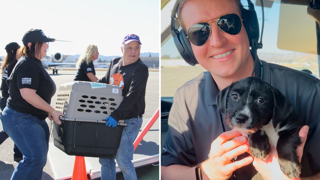 Juntos podemos hacer la diferencia: En momentos de dificultad, la solidaridad es clave. Con cada adopción, cada hogar de acogida y cada donación, estamos dando a estos animales la oportunidad de un nuevo comienzo. Y, lo más importante, estamos ayudando a familias a reunirse con sus mascotas y ofreciendo esperanza en tiempos oscuros 🌈🐾