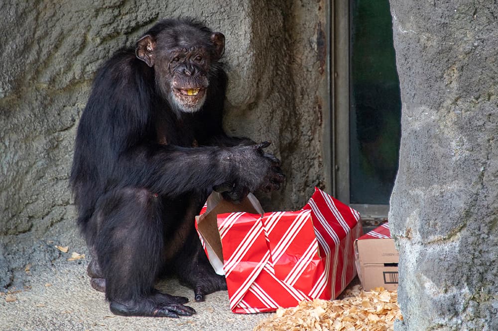 Había un gran Papá Noel, un muñeco de nieve de 6 pies de altura y una variedad de cajas de regalo.