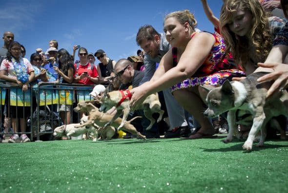 Decenas de perritos se disfrazaron y personificaron en tradicionales vestimentas para festejar el 5 de Mayo.