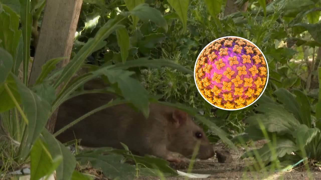 ¿Qué es el hantavirus? La probable causa de muerte de Betsy Arakawa, la esposa de Gene Hackman