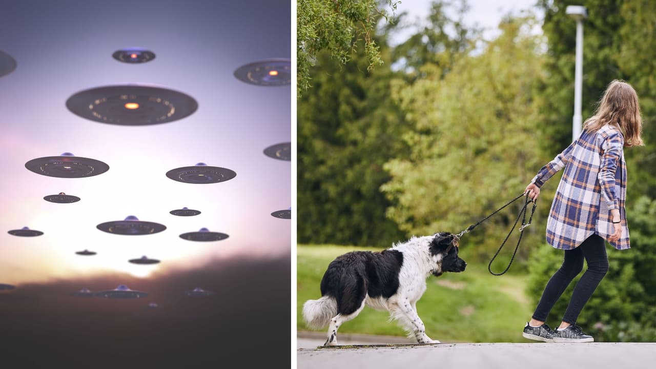 Ver sometidos a los canes podría liberar una guerra