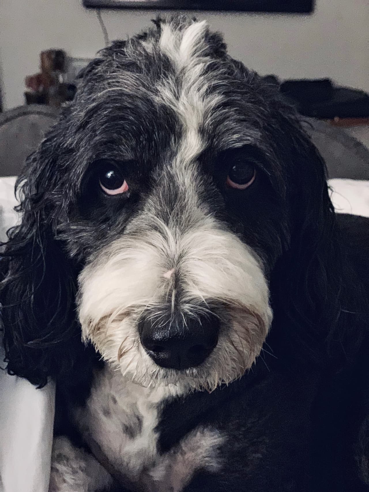 Esta hermosura se llama Dewey y es el consentido en la casa de León Krauze.