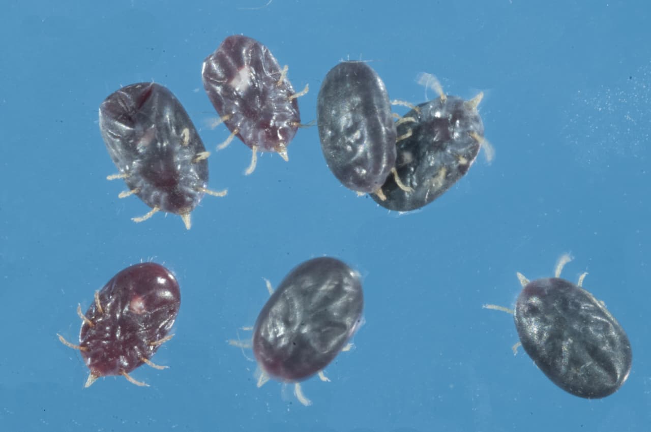 <b>Por si no lo sabías</b>: Se ha informado por primera vez en Nueva Jersey de una especie de garrapata asociada con los murciélagos que podría representar riesgos para la salud de las personas, las mascotas y el ganado, según un estudio dirigido por Rutgers en el Journal of Medical Entomology.