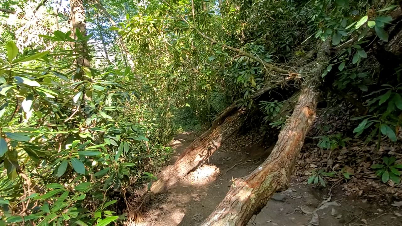 El camino de tierra cuenta con varios obstáculos en algunos tramos y te lleva a lo largo del arroyo Moccasin.