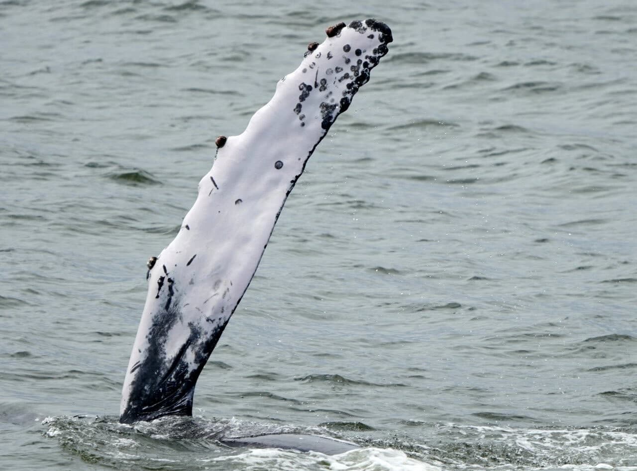 Además, consideraron que al mantener el agua más limpia es más probable que un mayor número de ballenas siga llegando al área.
<br>