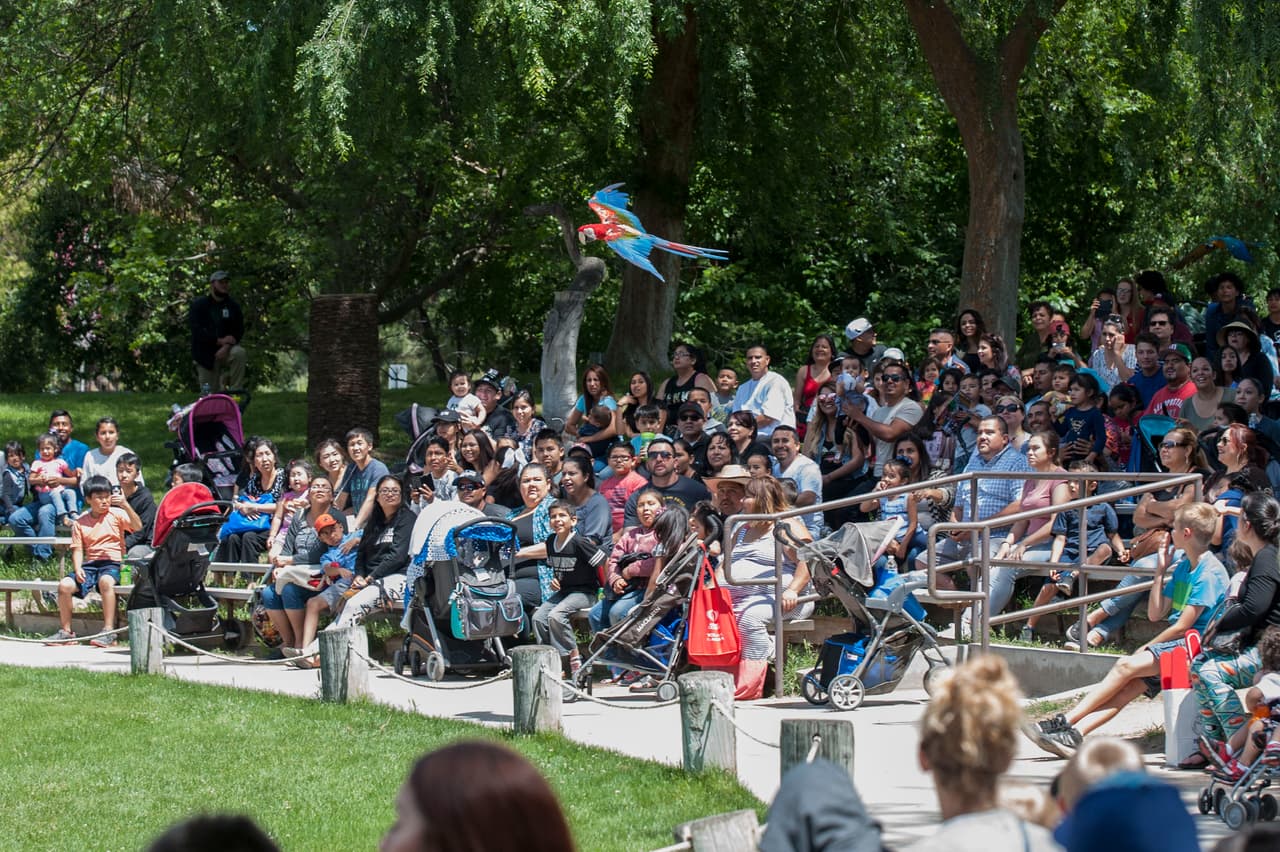 El show de aves fue uno de los favoritos durante el Festival de los Niños 2017