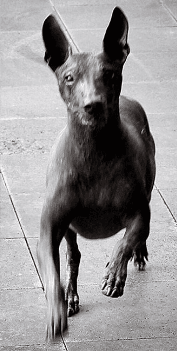 Además de El Gaucho, el protagonista de El Dragón tiene otro perro llamado Guapo.
<br>