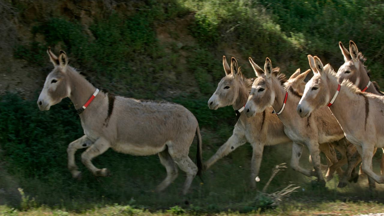 Burros silvestres en el condado de Riverside.