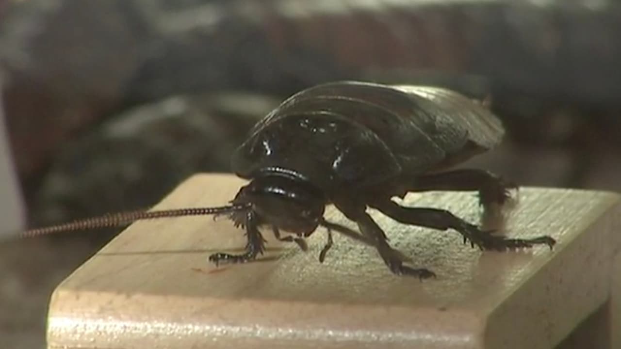 Demuestra tu amor con una cucaracha. Las cucarachas son eternas y resistentes, por eso el 
<b><a href="http://www.hmns.org/" target="_blank">Museo de Ciencias Naturales de Houston</a></b> te ofrece una inusual forma para demostrar amor eterno a través de estos indeseados animalitos. Por solo 5 dólares, puedes ponerle el nombre de tu ser querido a una cucaracha y recibirás un certificado digital conmemorativo para tu San Valentín. Lo puedes hacer 
<b><a href="http://www.hmns.org/cockrell-butterfly-center/endless-love/" target="_blank">en internet</a></b> y tienes hasta el 17 de febrero.