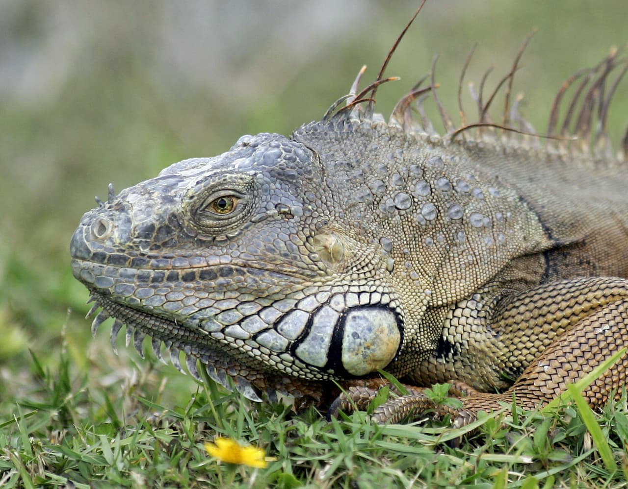 Florida ya tiene tantas iguanas que las autoridades están enseñando a los residentes a deshacerse de ellas