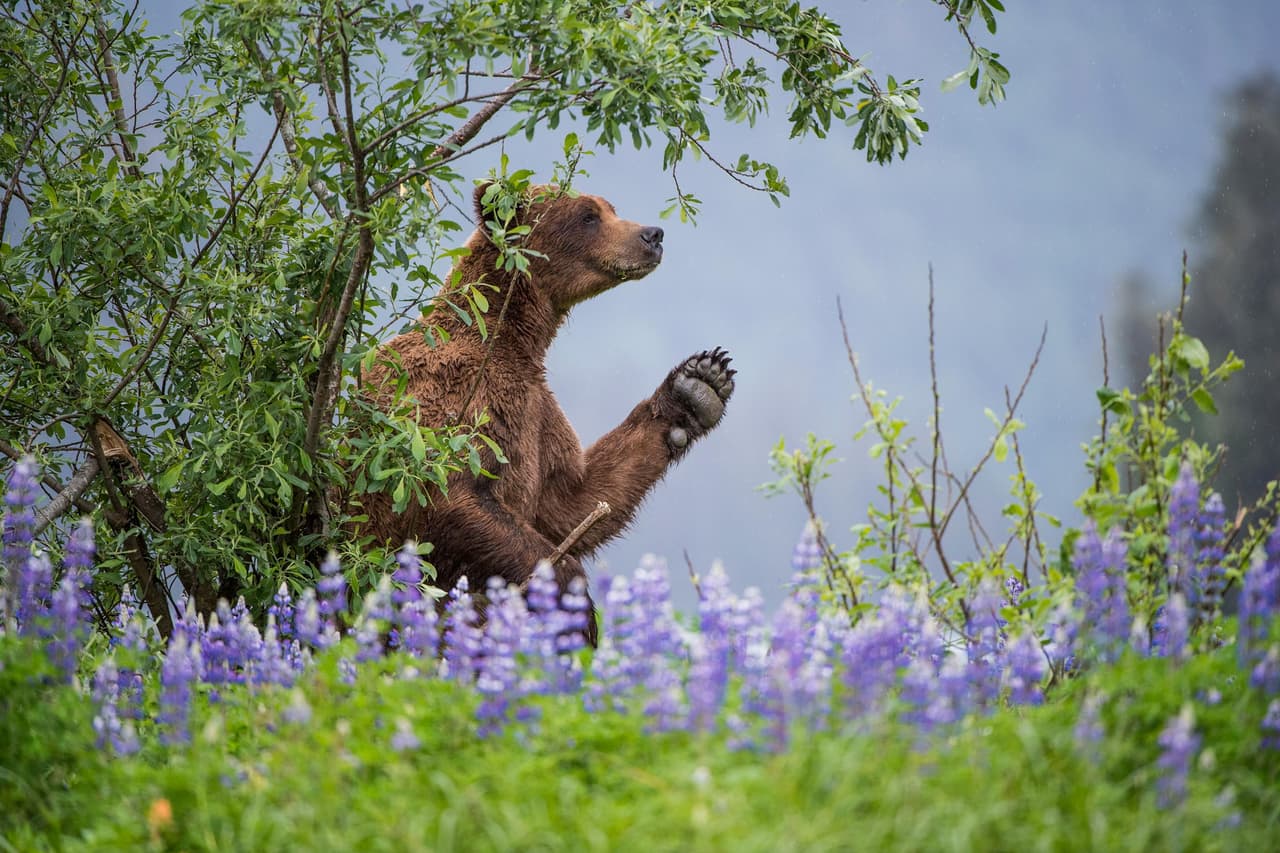 Un oso grizzly joven (
<i>Ursus arctos</i>) se frota contra un árbol en el Parque Provincial Khutzeymateen, en Columbia Británica, Canadá. Aproximadamente 50 grizzlies viven en el santuario de 171 millas cuadradas.