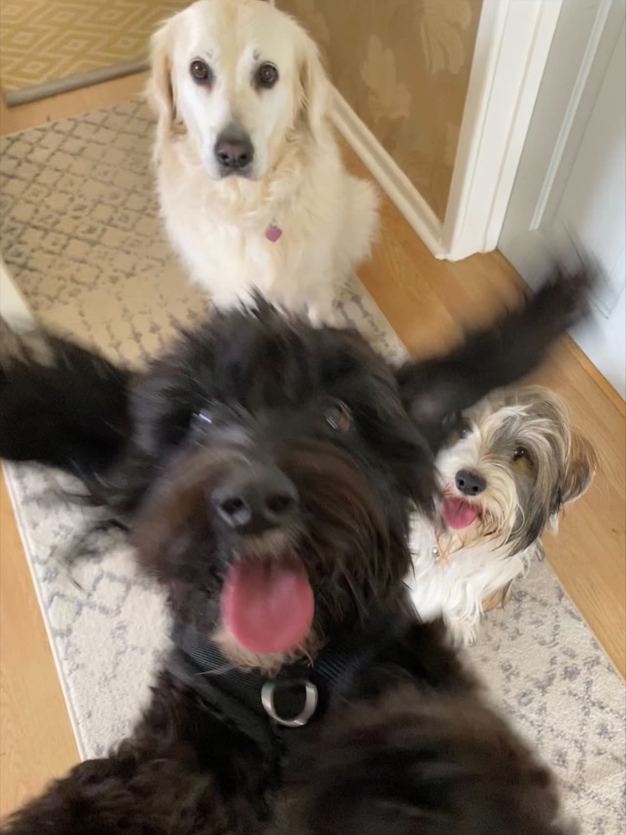 <b>‘Un intruso en la foto’</b>
<br>
<br>“Bailey estaba tan emocionada de ver a sus amigos que no podía quedarse quieta para la foto”, contó la autora de esta imagen. 
<br>
<br>En la edición de 2021 la competencia recibió más de 2,000 fotos diferentes, realizadas por fotógrafos de todo el mundo.
<br>