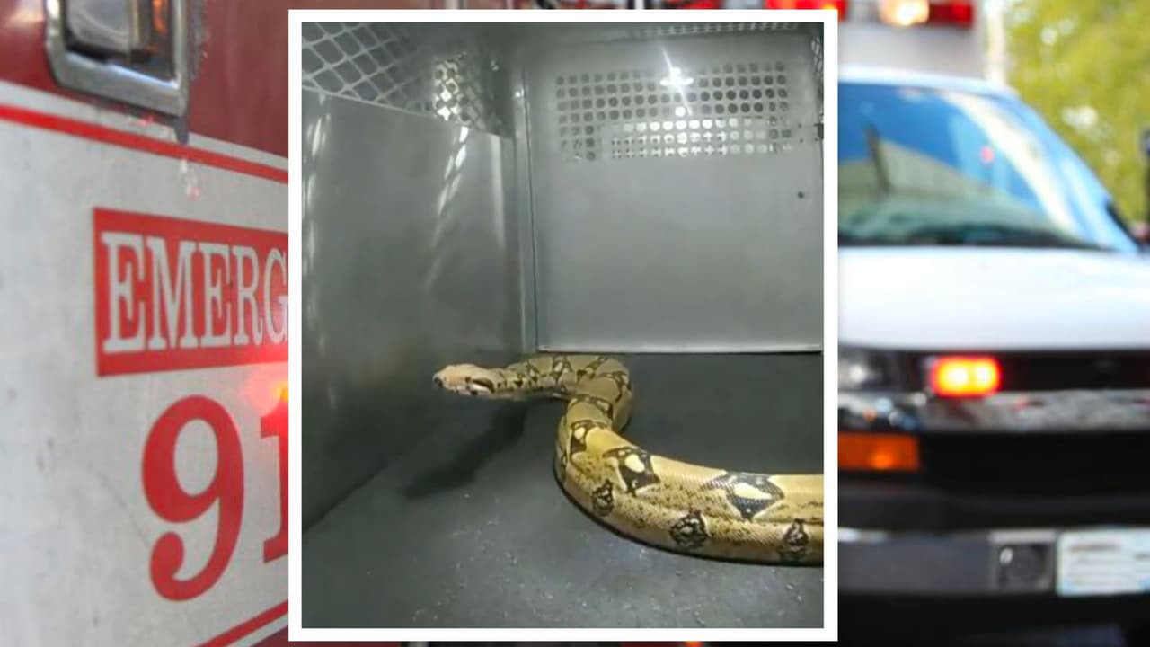 “Encantador de serpientes” atrapa a la “Señora Bonnie” en Texas: Una enorme pitón de más de ocho pies de largo