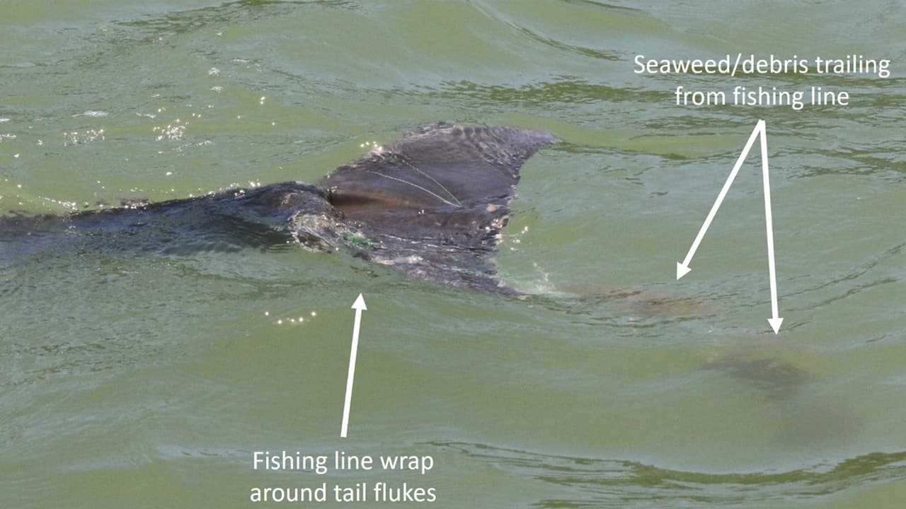 En esta foto explican cómo el hilo está enredado en una de sus aletas.