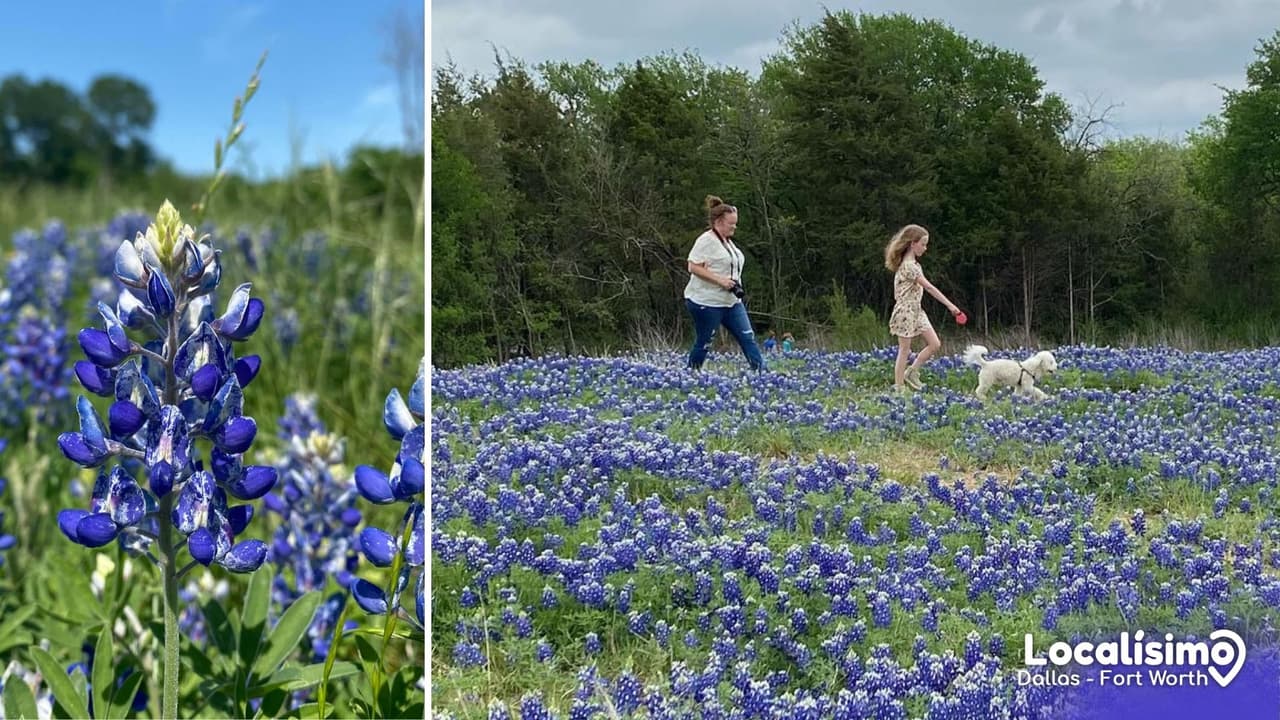 bluebonnets-localísimo1.jpg