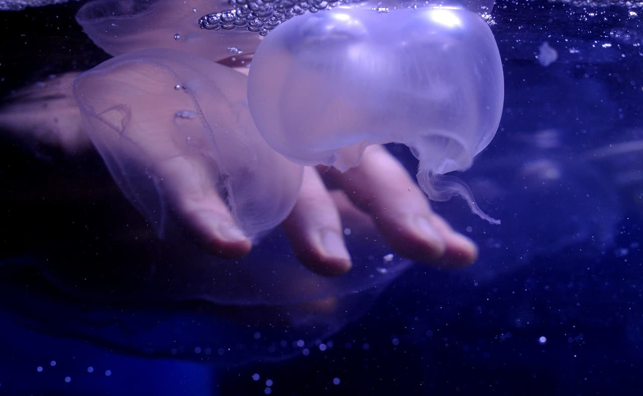 Pero el verdadero peligro se encuentra en sus tentáculos formados por células urticantes que sirven para capturar y defenderse.