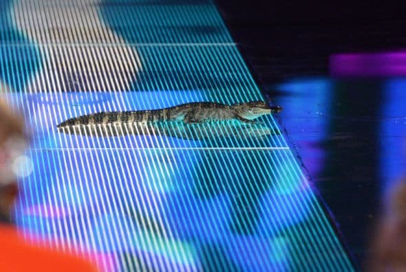 Josephine Ochoa es de Guatemala. Esta rubia ha causado sensación gracias a sus espectaculares curvas, las cuales mantiene gracias al ejercicio. Posee gran experiencia en concursos de belleza, pues fue nada menos que Miss Guatemala USA 2013. Ella desea poner muy en alto el nombre de su país, coronándose como la próxima Nuestra Belleza Latina. ¿Creen que pueda llegar a la final?