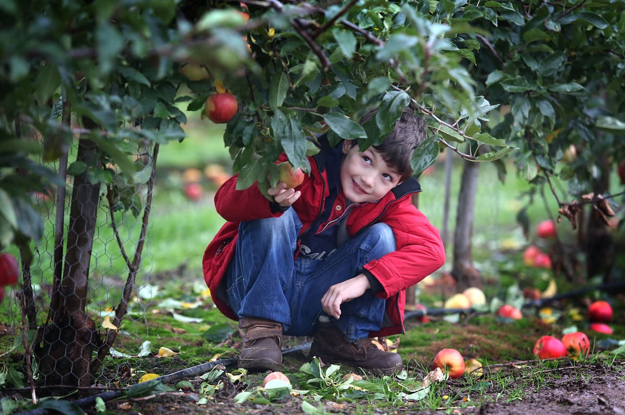 Una de las actividades populares realizadas al aire libre es ir a recoger manzanas directamente desde el árbol. Se trata de una actividad que encontrarás en las zonas del interior de California y zonas agrícolas de Estados Unidos, y que te permite escoger las manzanas y luego comprarlas. En algunos lugares, preparan jugo natural de la fruta.