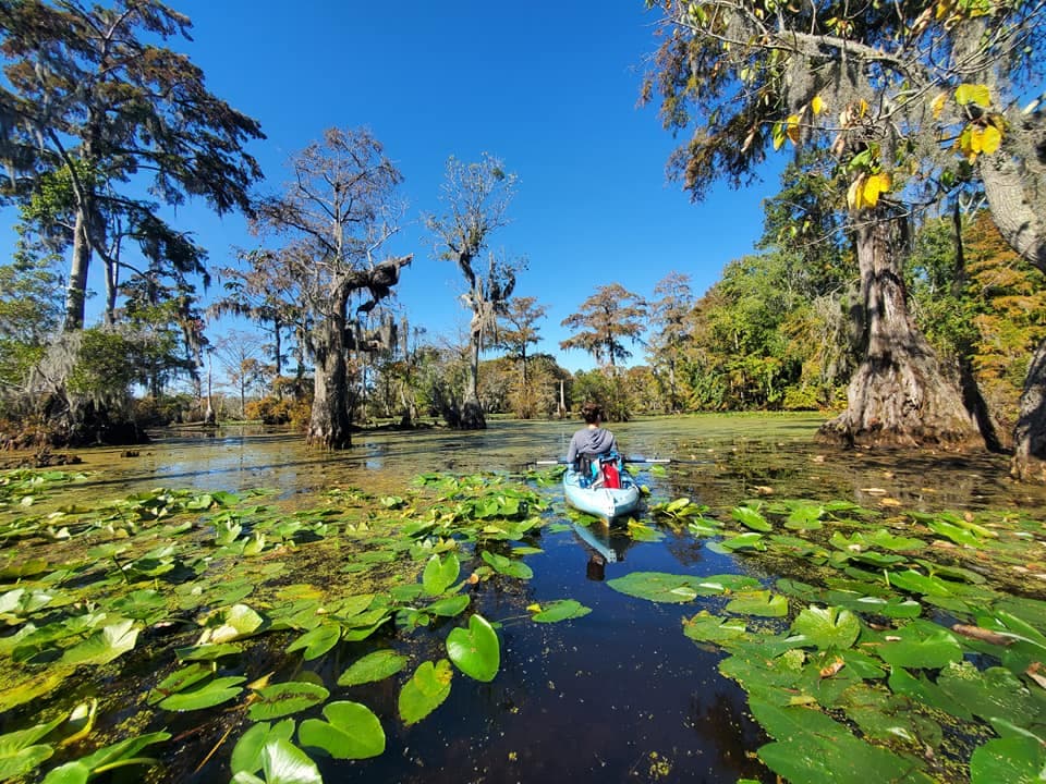 <b>Merchant’s Mildpond State Park</b>
<br>
<b>Sitio web</b>:
<a href="https://www.ncparks.gov/state-parks/merchants-millpond-state-park">https://www.ncparks.gov/state-parks/merchants-millpond-state-park</a>
<br>
<b><a href="https://maps.app.goo.gl/oRNBGe3YTHjBrDYY7">Cómo llegar</a> </b>
<br>
<br>Ubicado en el condado de Gates, a 10 millas al sur de la frontera noreste de Carolina del Norte con Virginia, el Parque Estatal Merchants Millpond se centra en un estanque de 760 acres con más de 190 años de antigüedad.