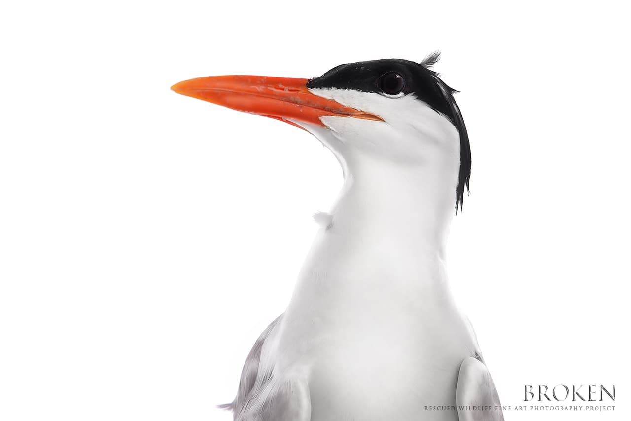 Gaviotín real, rescatado por el Pelican Harbor Seabird Station (Miami, FL) al encontrarlo enredado en lineas de pesca.