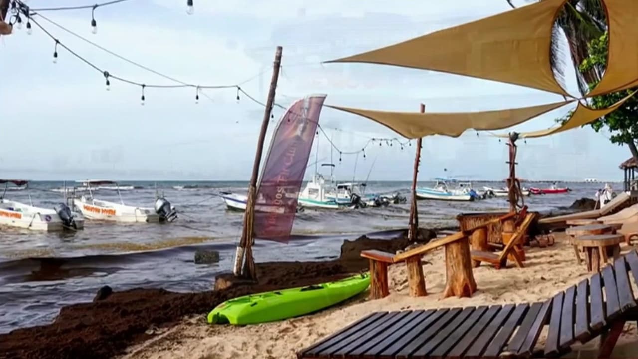 ¿Qué es el sargazo y por qué genera pérdidas económicas en la costa este de Estados Unidos?