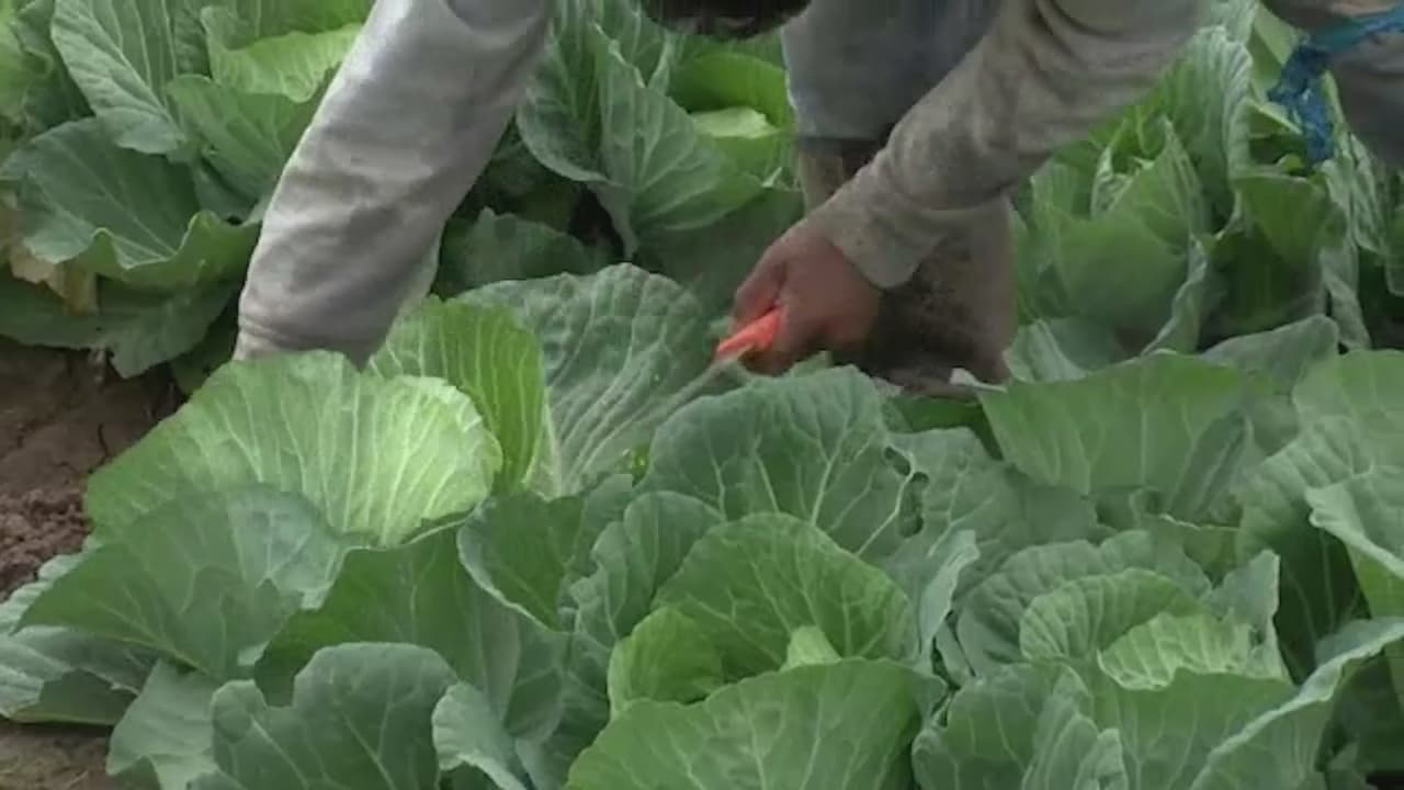 El líder de una organización en Georgia explica qué legislación ha evitado que los trabajadores agrícolas entren al país