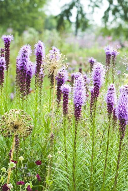 Juega con las formas. Combinar plantas con diferentes contornos es una excelente opción para la vista. Prueba con una mezcla de flores tipo campana, como ‘bleeding hearts’, estrelladas como el Iris Barbudo, y pomposas como las peonías.