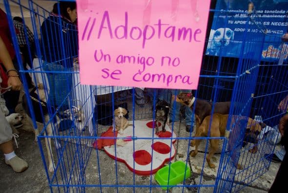 Los datos arrojan que en 2008 se electrocutaron 673,249 perros y se esterilizaron 209,659 en todo el país.