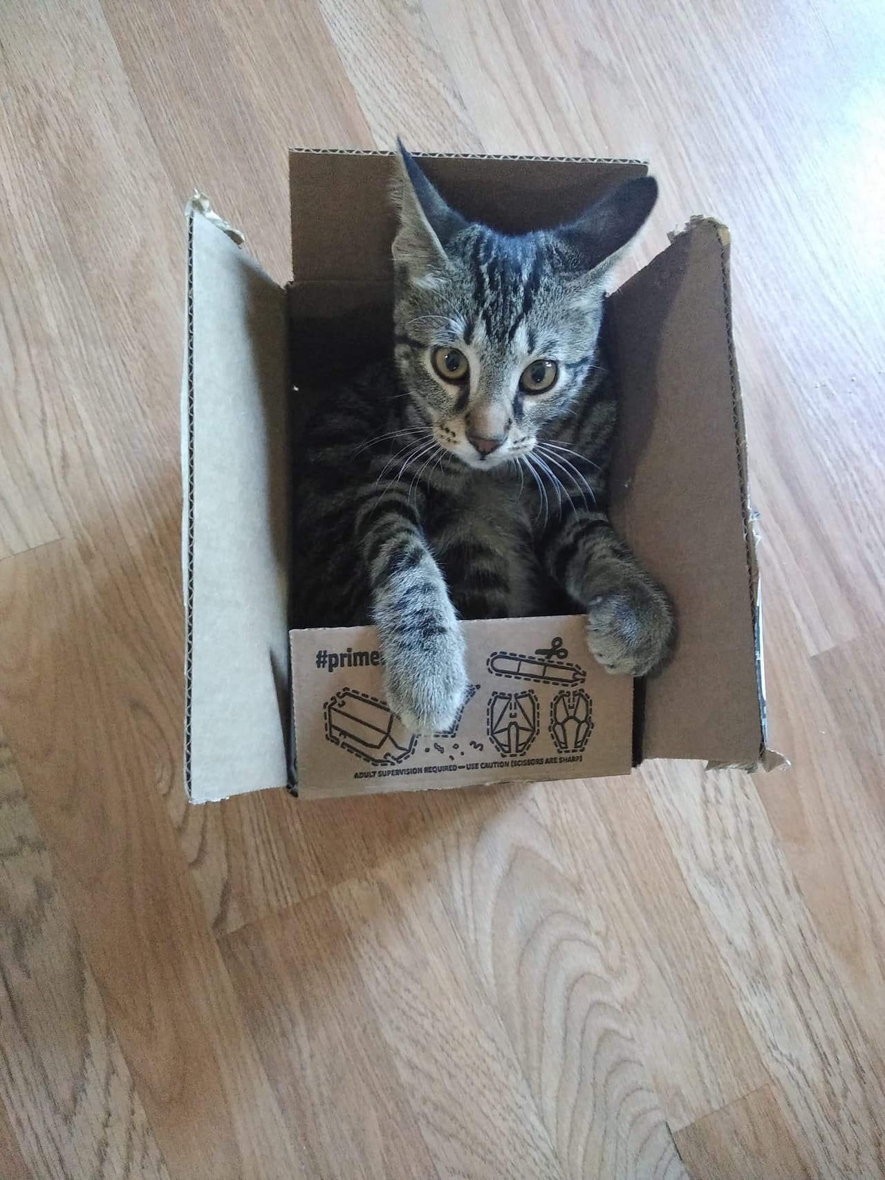 A Nico le gusta meterse en cajas.