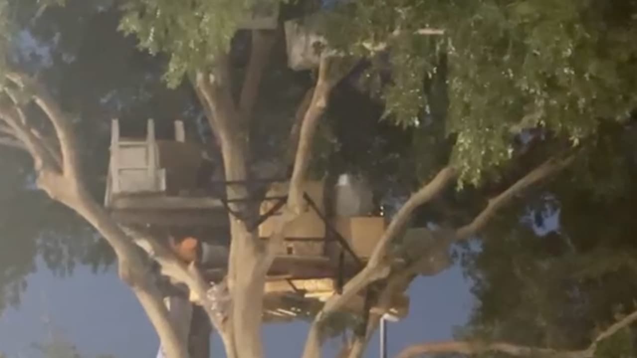 "Si no le hace daño a nadie ni es peligro para nadie, que viva feliz el señor, no veo nada de malo que viva ahí en el árbol que lo dejen en paz", la opinión de otra usuaria.