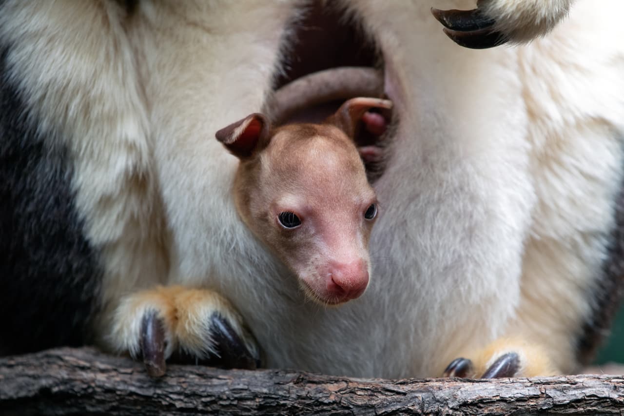 La especie es mucho más pequeña que el conocido canguro rojo de Australia. Un canguro arborícola de Matschie macho adulto puede pesar hasta 30 libras.