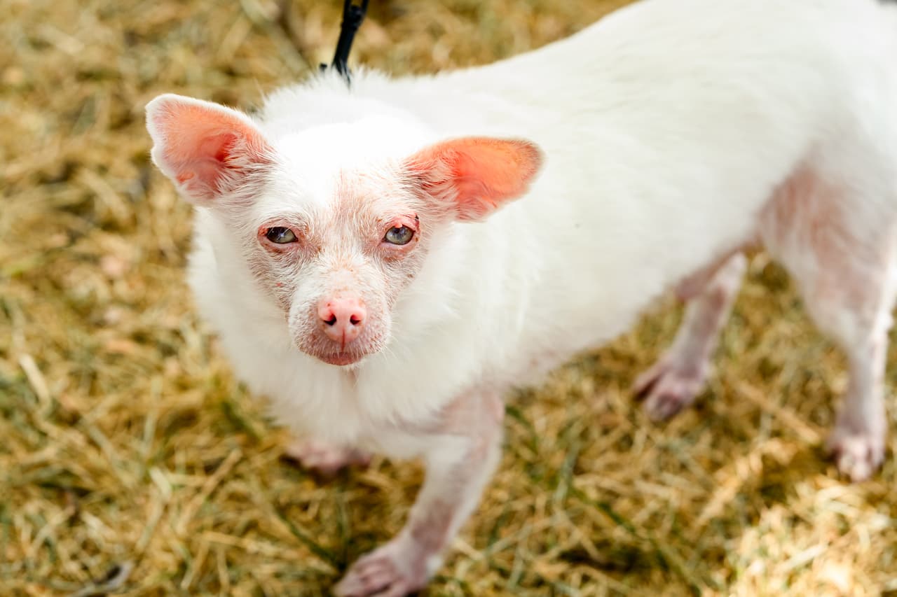 Pinky se prepara para competir en el concurso del perro más feo del mundo. Esta hembra mestiza de pomerania y chihuahua albina obtuvo el segundo lugar.