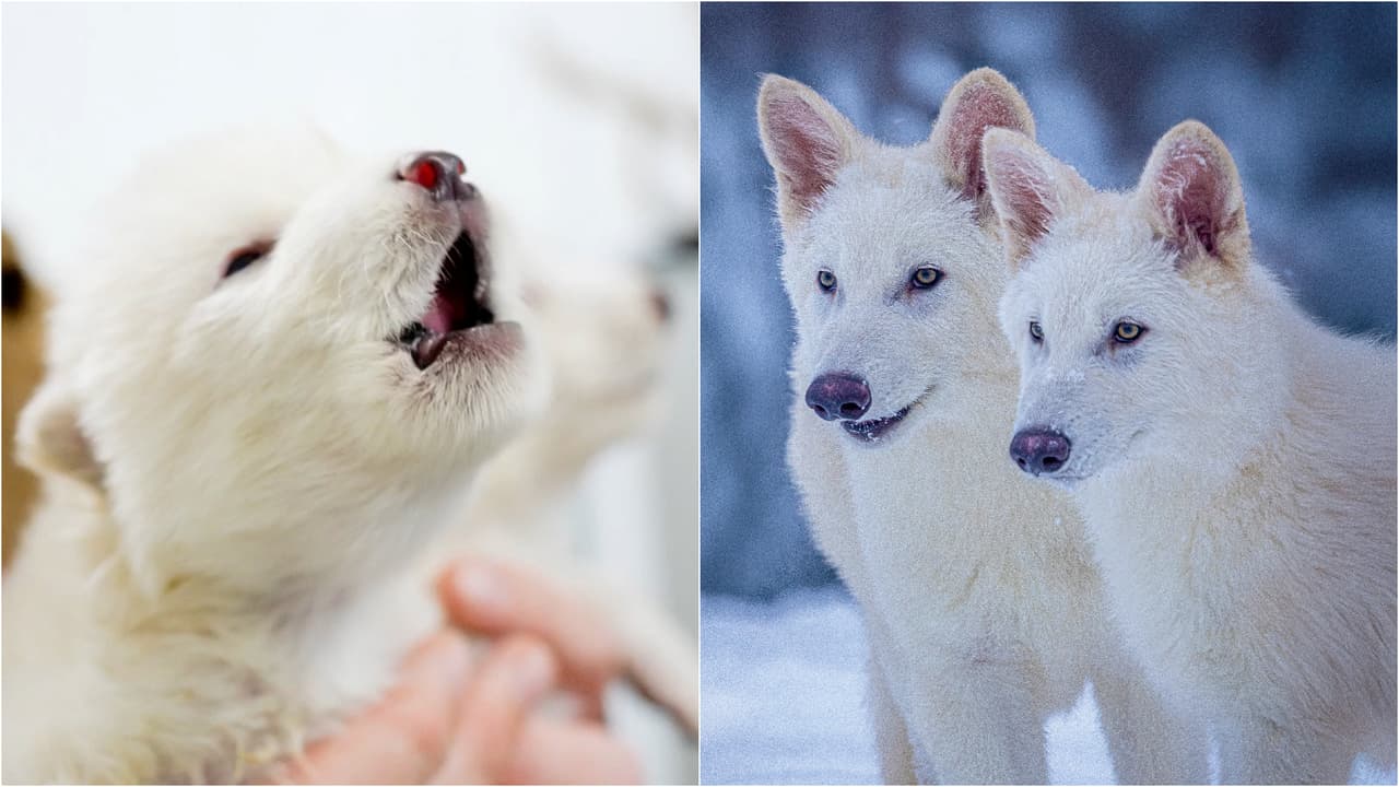 <i>Rómulo, Remo y Khaleesi </i>serían 
<b>los primeros animales desextinguidos del mundo</b>, según anunciaron científicos de la empresa Colossal Biosciences el lunes 7 de abril. Estos 
<b>lobos modificados genéticamente</b>, que podrían parecerse al extinto lobo terrible, 
<b>trotan, duermen y aúllan en un lugar seguro de 2,000 acres en el norte de Estados Unidos</b>, según la empresa, cuyo objetivo es traer de vuelta especies desaparecidas.