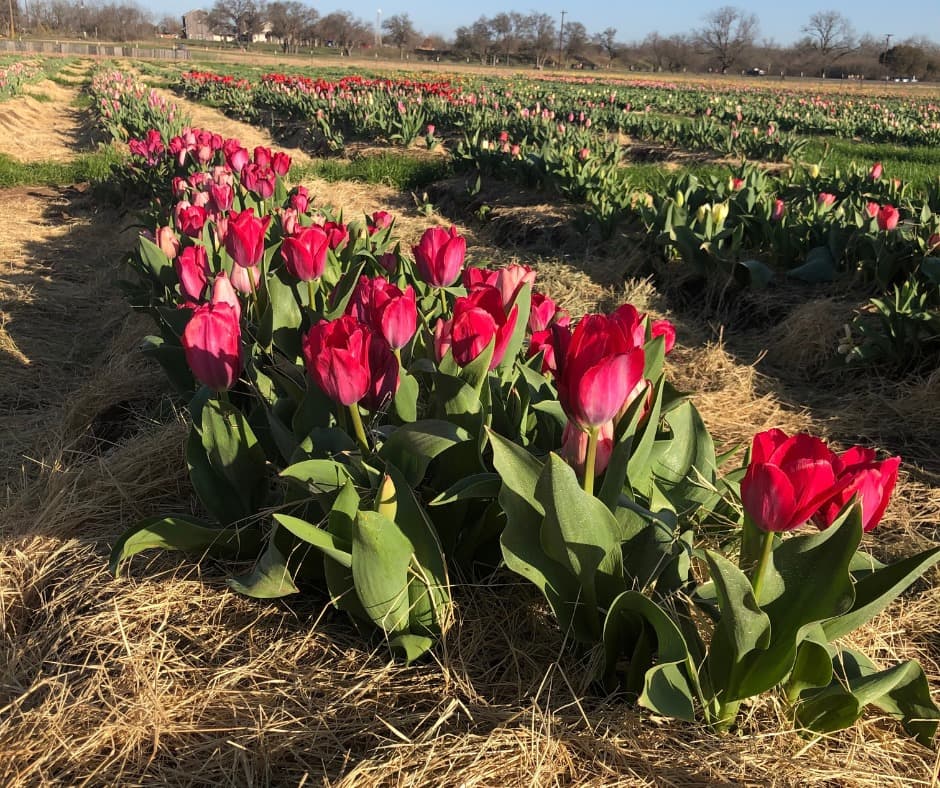 Esta es la dirección si deseas buscarlo por GPS: 1801 FM1980, Marble Falls, TX 78654.