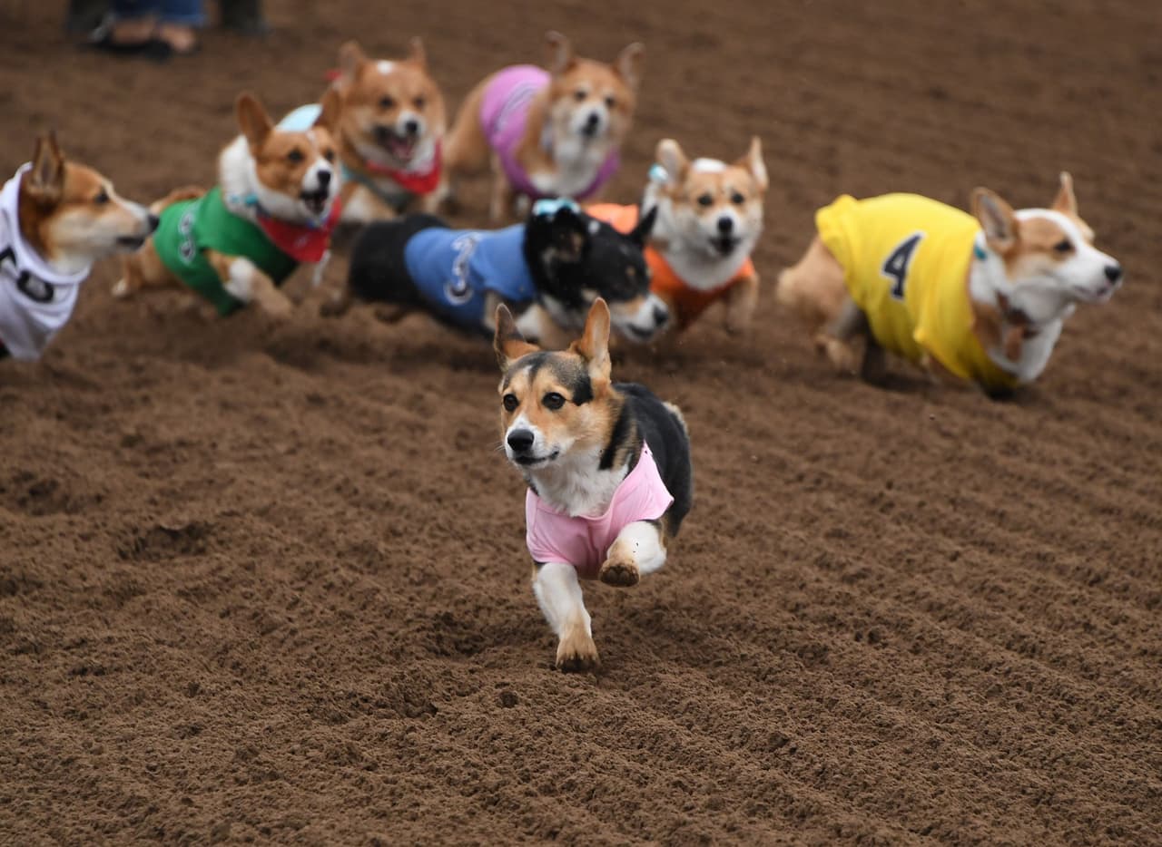 El hipódromo de Santa Anita fue tomado por una carrera de perros de la raza Corgi.