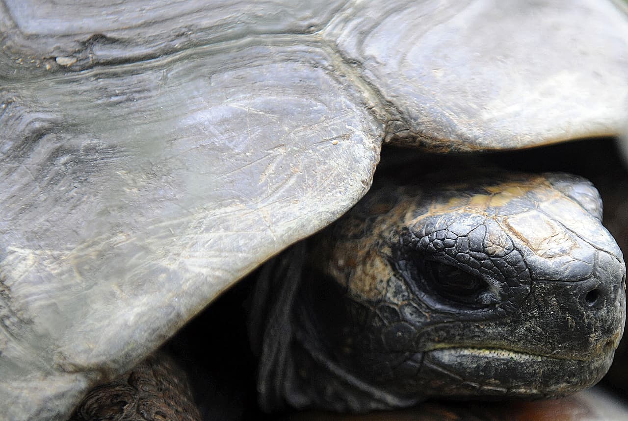 Hay una gran variedad de especies de animales.