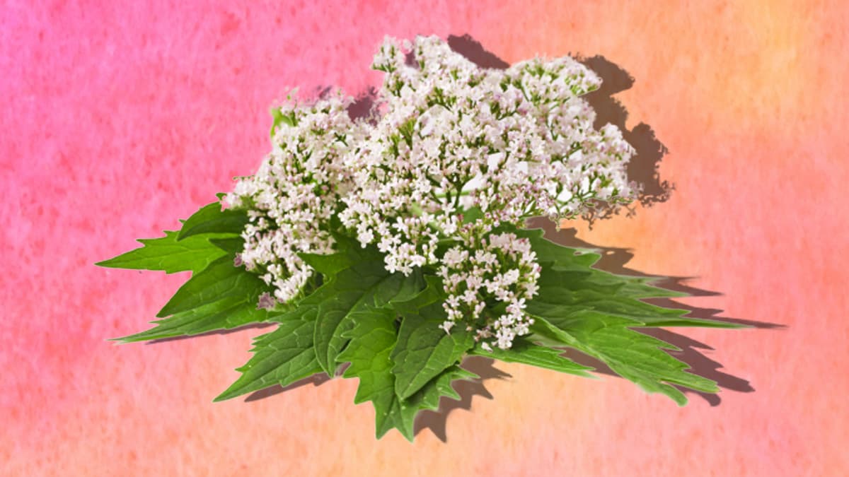 La valeriana destaca especialmente por sus numerosos usos en la medicina natural y tradicional. Desde siempre, la raíz de esta planta se ha utilizado con fines terapéuticos y para muchas afecciones. Descubre cuáles a continuación.
