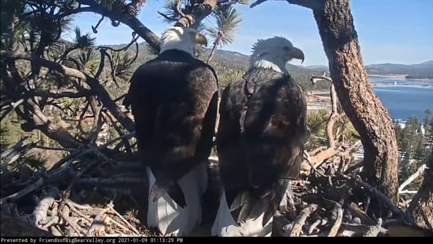 Las imágenes del segundo huevo alegraron a la comunidad ya que, el primero que Jackie habia puesto el 6 de enero "fue atacado por cuervos mientras Jackie estaba lejos del nido".