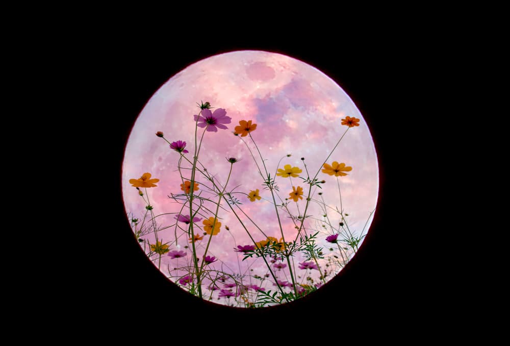 Se llama superluna a una luna que está en perigeo, o sea, más cerca de la Tierra que en otras ocasiones. Este mes se conoce como 'la luna de rosa o rosa', no tanto por el color que tendrá, que no es realmente así, sino porque se asocia con la primavera en el hemisferio norte y el florecimiento de plantas con ese color.