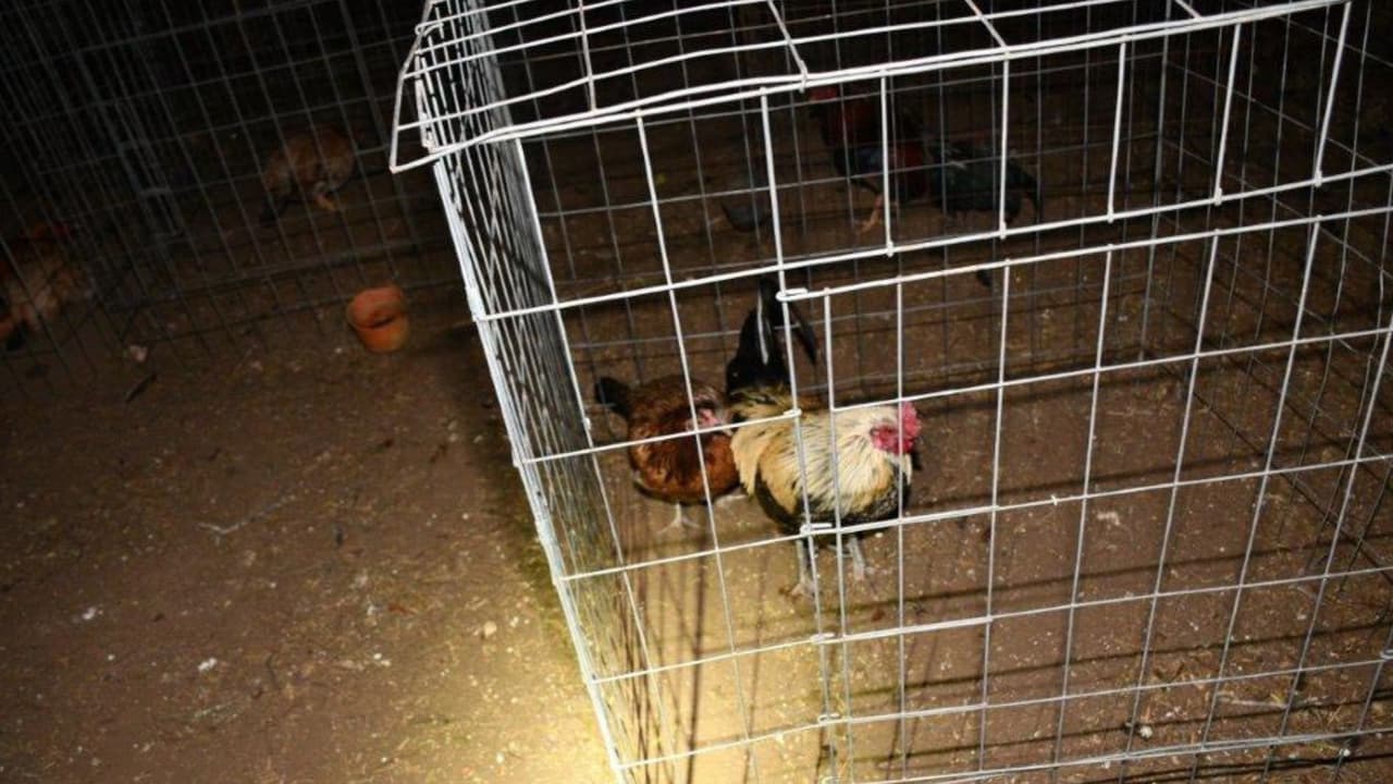Con base en las pruebas recabadas, las autoridades arrestaron a Aundra Mathis por 
<b>peleas de gallos</b> y 
<b>tres cargos de crueldad animal</b>. 
<br>
<br>Personal de Control Animal acudió a la escena y tomó custodia de todos los animales para ponerlos a salvo y brindarles atención especializada.