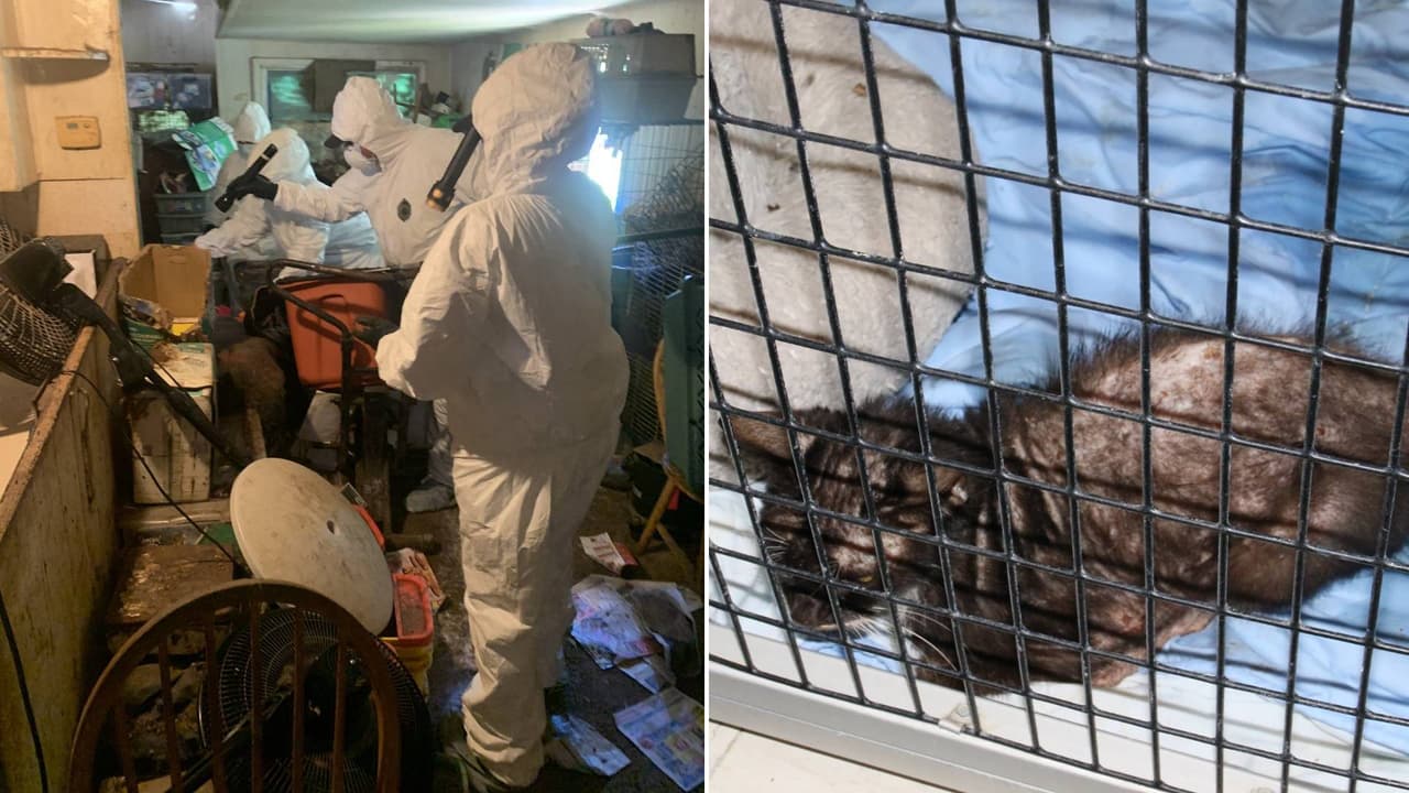 Así fueron rescatados 20 gatos que sufrían extremo abandono en Stockton