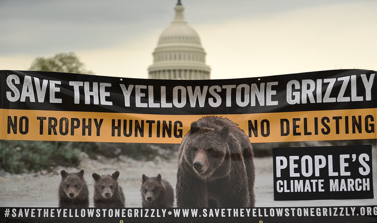 "Salvemos a los osos. No a la cacería deportiva", solicitan otros grupos ante las nuevas decisiones de Trump que permiten la caza de estos animales.