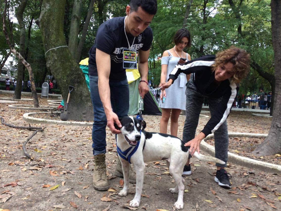 En el Parque México de la colonia Condesa, Ciudad de México, cerca de 80 perros han sido atendidos. Algunos fueron llevados a casas particulares de forma temporal y otros siguen a la espera de sus dueños. 
<br>
<br>